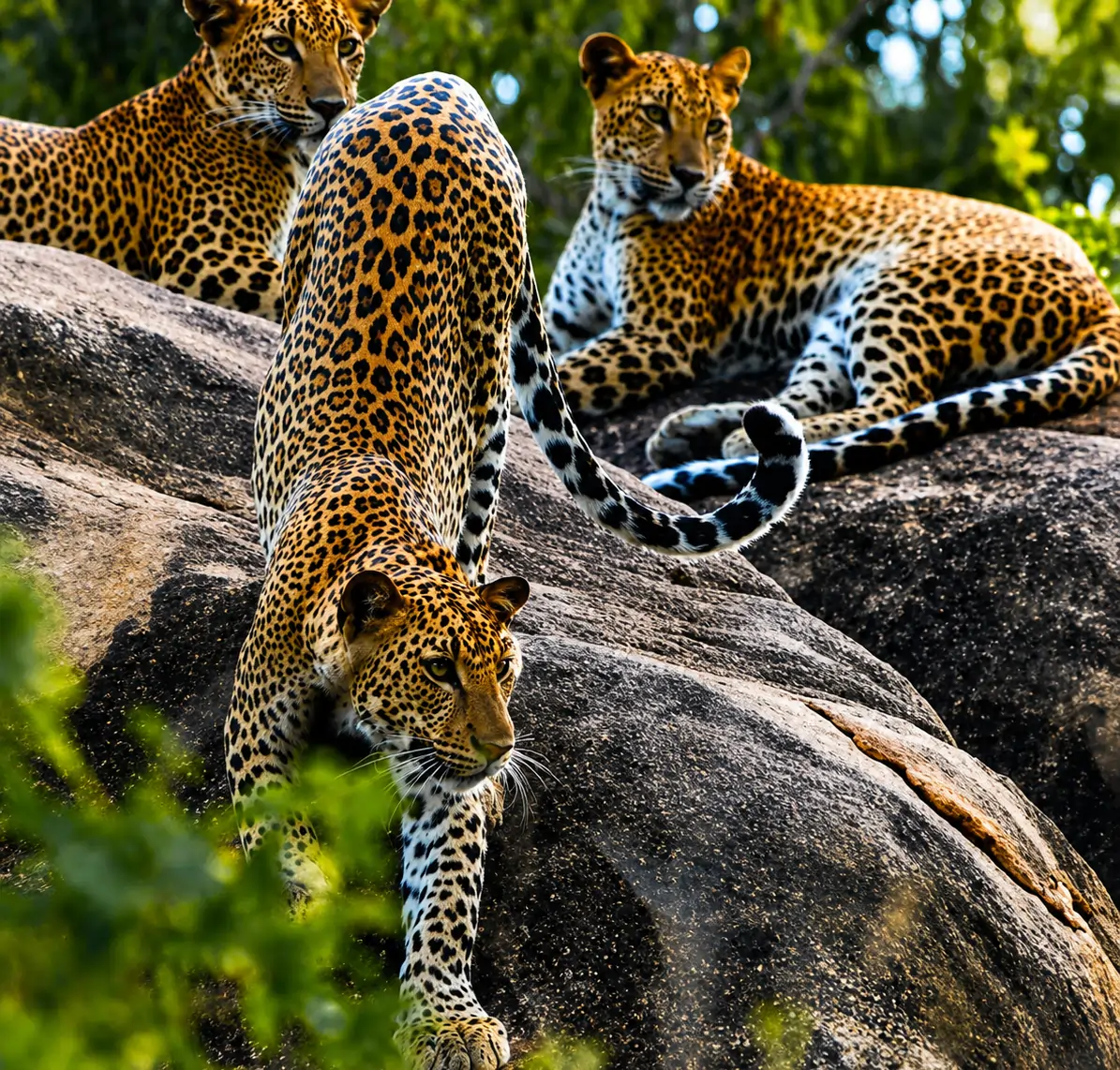 Wilpattu National Park safari landscape — Sri Lanka's largest national park for luxury wildlife journeys